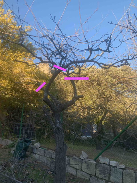 frutales-ene22-ciruelo02-corte.jpg