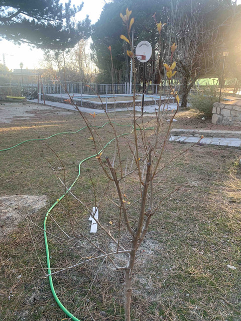 frutales-ene22-granado04.jpg