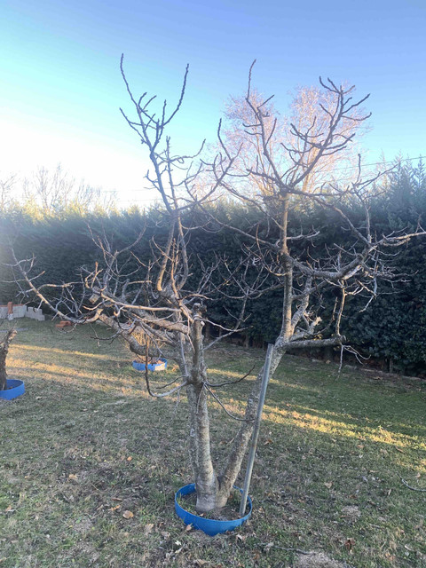frutales-ene22-higuera01.jpg