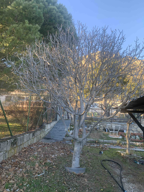 frutales-ene22-higuera02.jpg