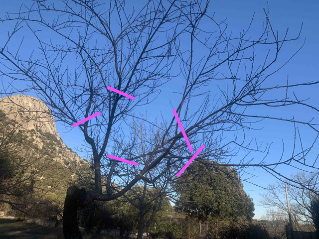 frutales-ene22-melocoton01corte.jpg