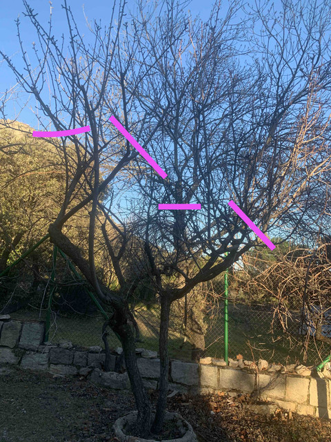 frutales-ene22-peral03-corte.jpg