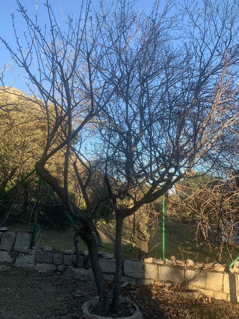 frutales-ene22-peral03.jpg