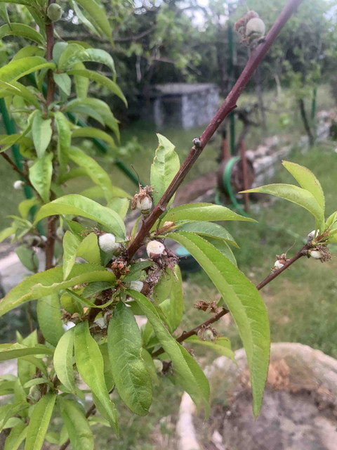 frutales-may02.jpg