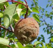 frutales-monilia-momificado.jpg