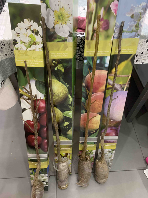 frutales-nuevos02.jpg