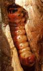 frutales-taladro-cossus.jpg