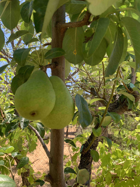 frutas-julio22-04.jpg