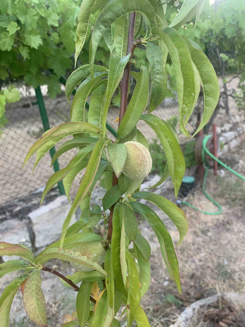 frutas-melocoton01.jpg