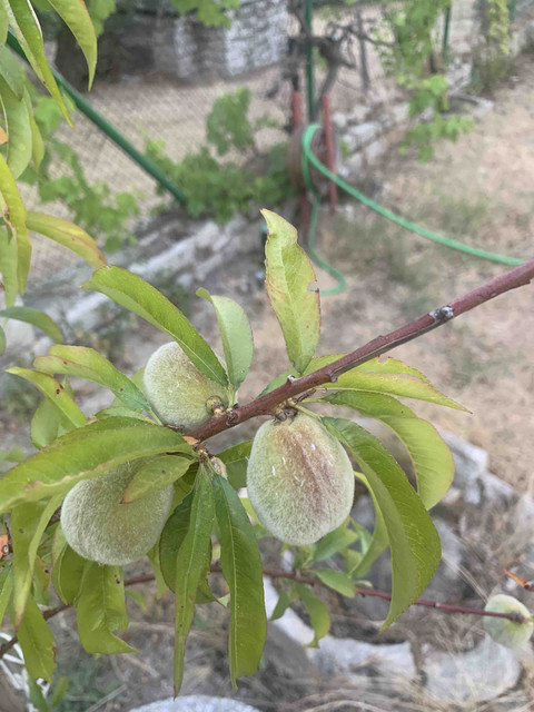 frutas-melocoton02.jpg