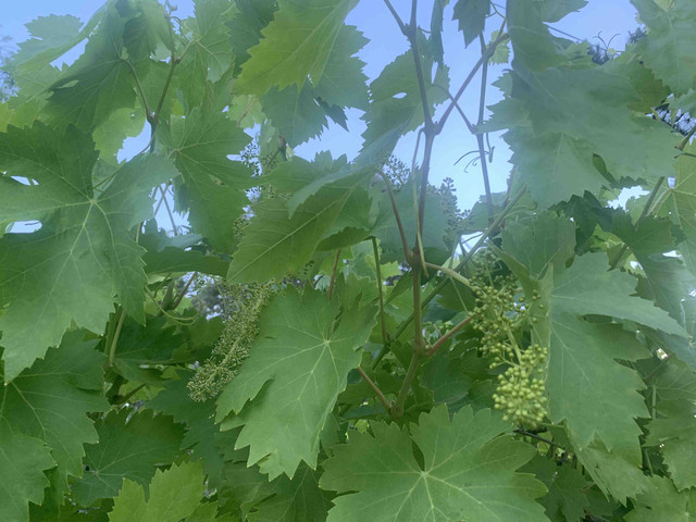 frutas-uva01.jpg