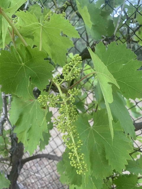 frutas-uva02.jpg