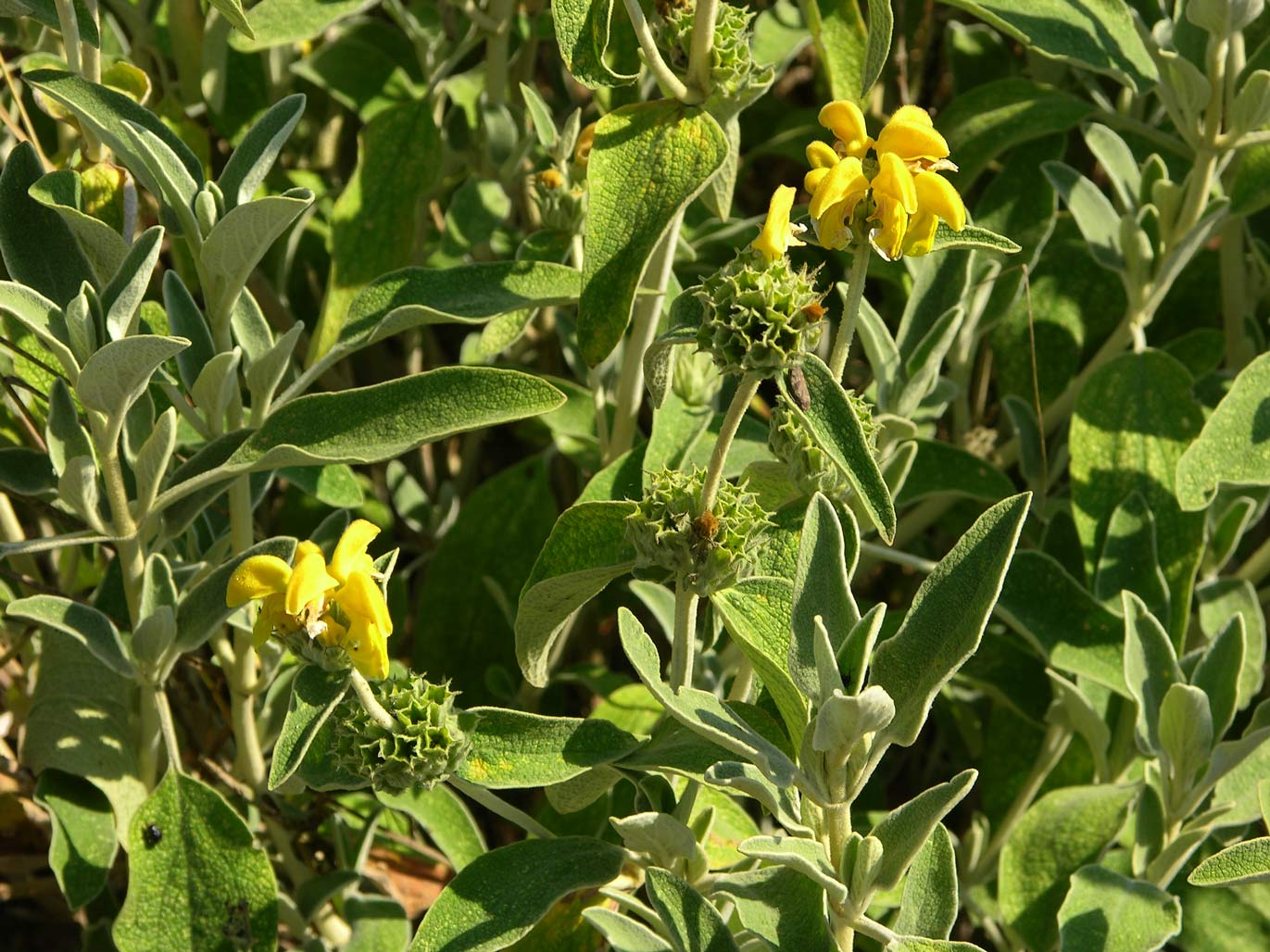fruticosa-2a.jpg