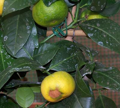 fruto%20con%20manchas%20limoncello.jpg