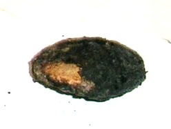 fruto%20damasco.jpg