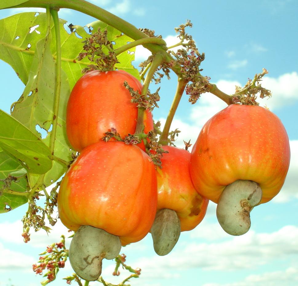 Fruto+de+Anacardo+o+Mara%C3%B1%C3%B3n.jpg
