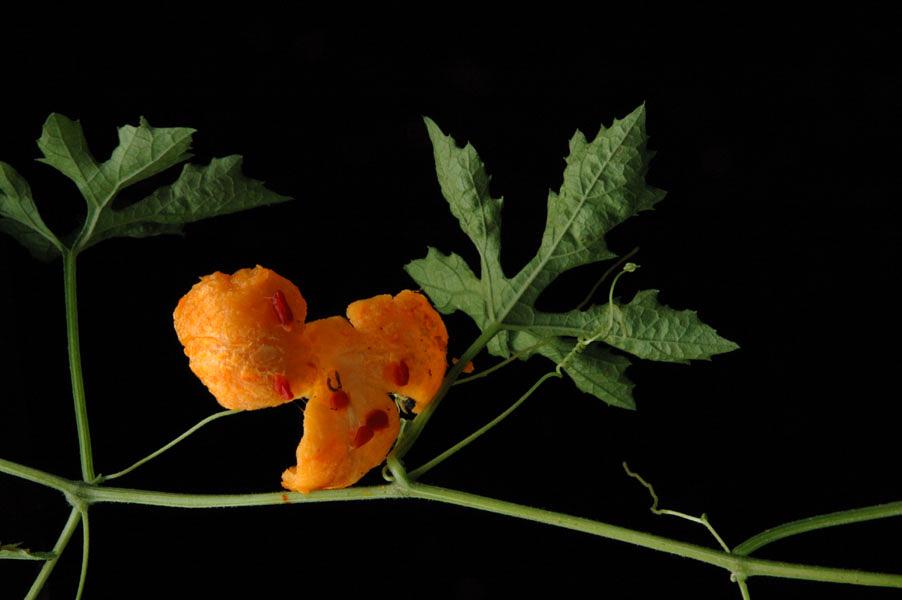 fruto.jpg