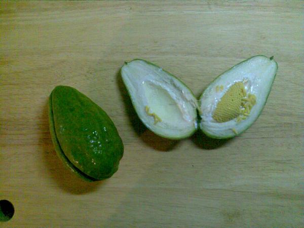 fruto.JPG