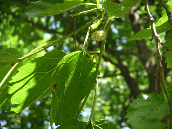fruto.jpg