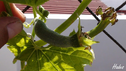 fruto.jpg