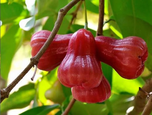 fruto.jpg