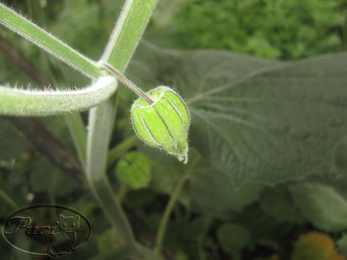 FRUTO+PHYSALIS+%25282%2529.jpg