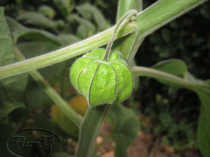 FRUTO+PHYSALIS.jpg