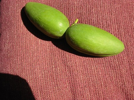 Fruto stephanotis.jpg