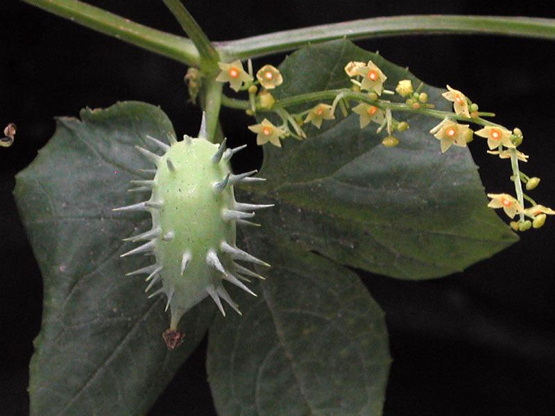 fruto-y-flores-masculinas.jpg