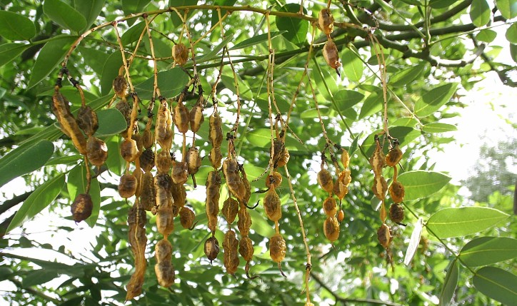 Fruto2.jpg