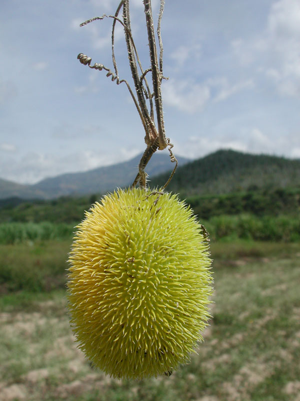 fruto3.jpg