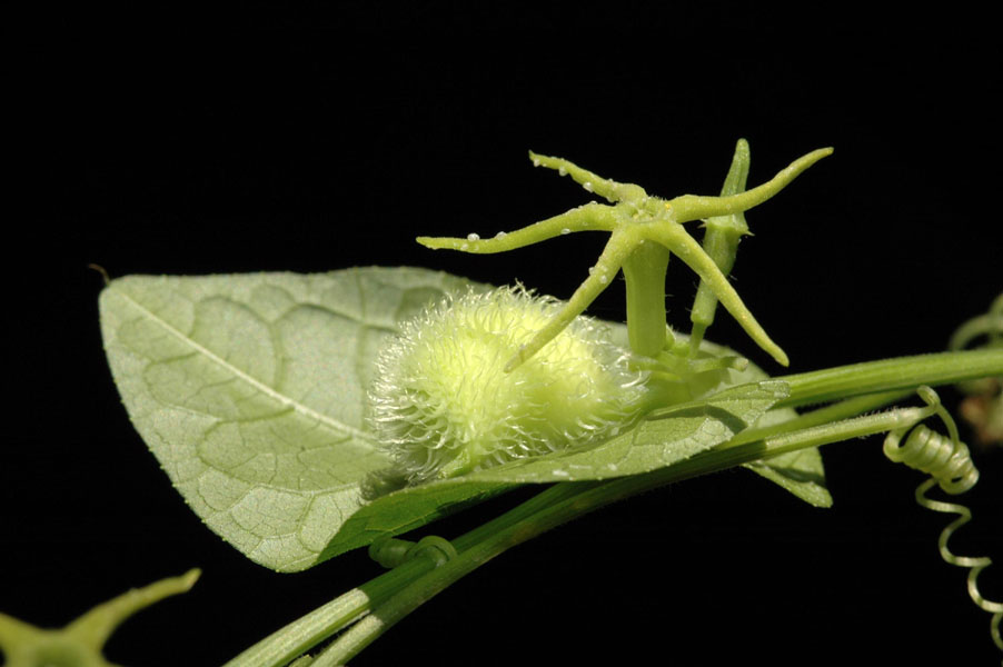 fruto4.jpg