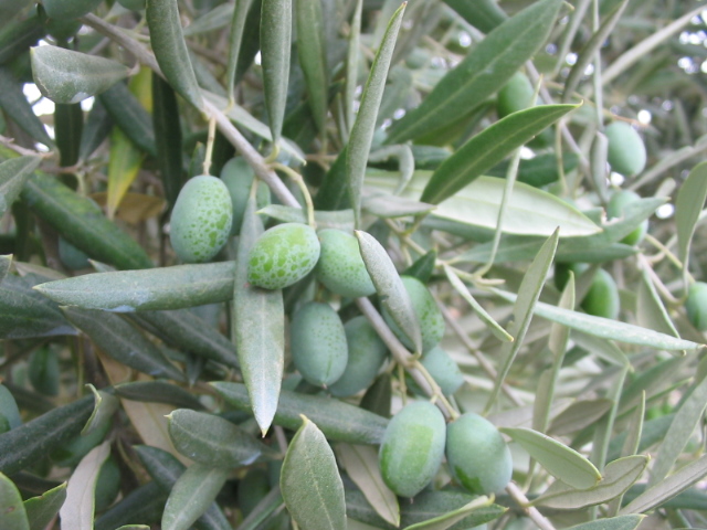 Fruto_y_hojas_del_olivo.jpg