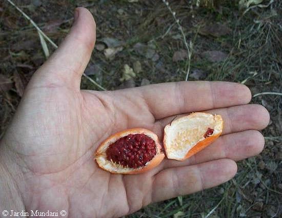 frutocerulea.jpg