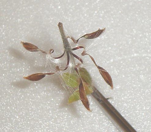 frutodepelargoniumysemi.jpg