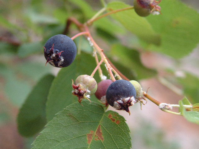 frutoguillomo.jpg
