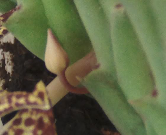 frutoorbea1.jpg