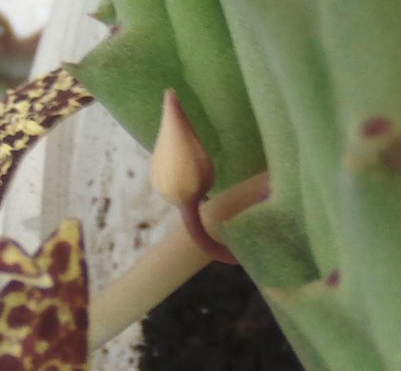 frutoorbea2.jpg