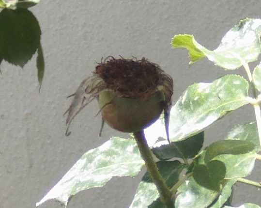 frutopolinizadorojo.jpg