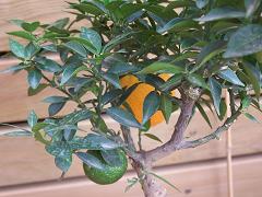 frutos%20chinotto.JPG