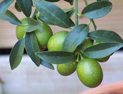 frutos%20de%20kumquat.JPG