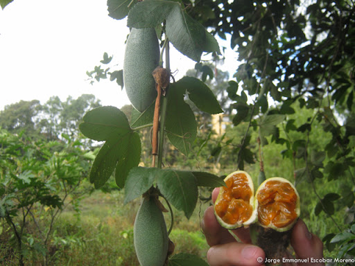 Frutos%252520de%252520los%252520Humedales%252520de%252520Bogota%2525CC%252581-5.jpg