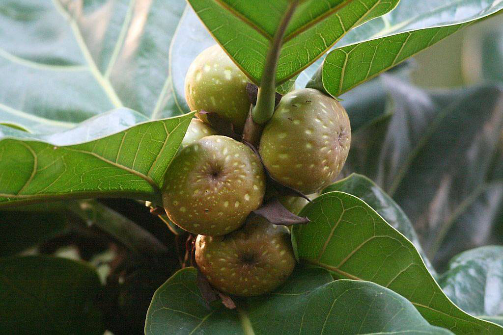 frutos%2B5%2B.jpg