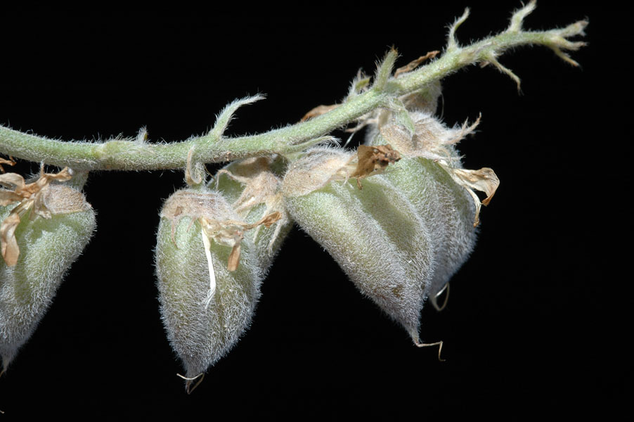 frutos.jpg
