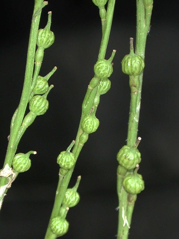frutos.jpg