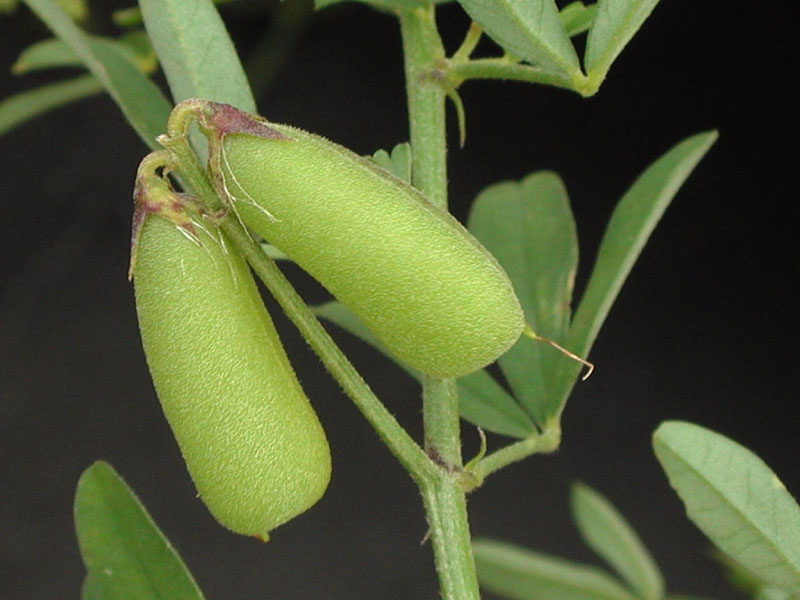frutos.jpg