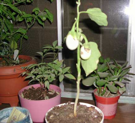 frutos.jpg