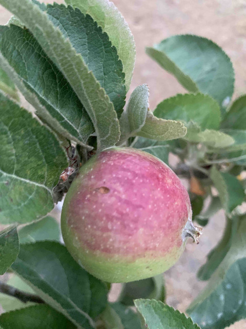 frutos-manzana01.jpg