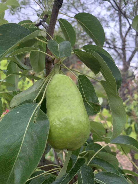 frutos-peras01.jpg