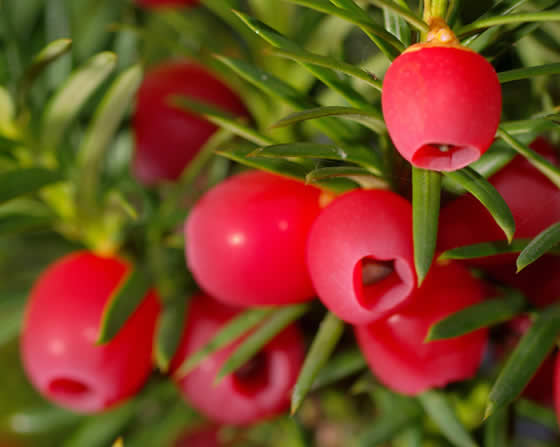 frutos-taxus-baccata.jpg